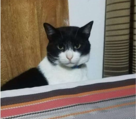 Gato con blanco y negro observa la cámara.