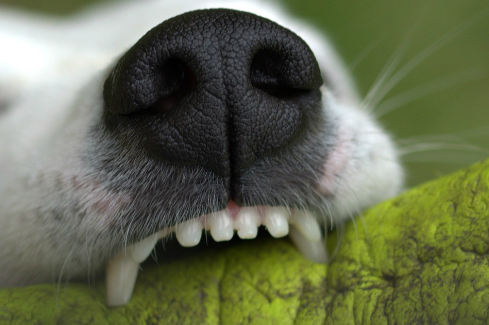 ¿Son las personas ansiosas más propensas a ser mordidas por los perros?