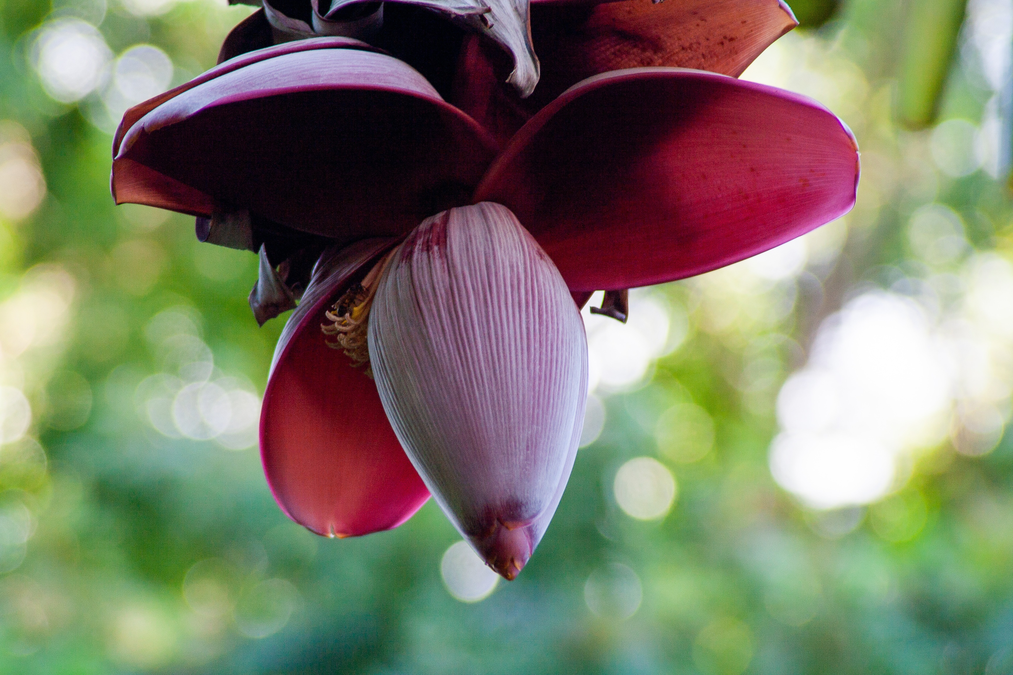 Flor del plátano: ¿Qué pasa cuando esta planta florece?