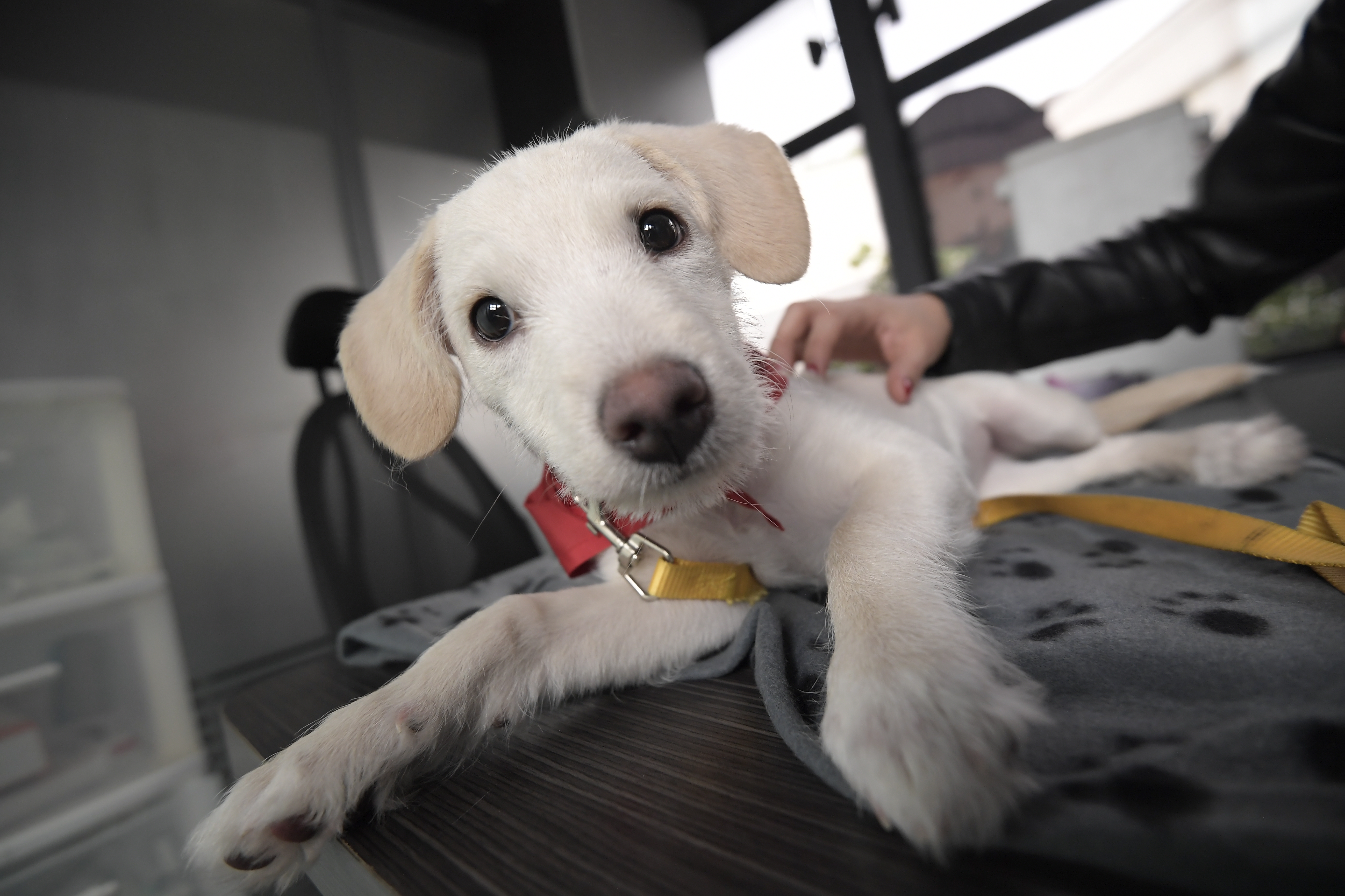 Vetesoft lanza MIAUV, la IA que revoluciona el diagnóstico veterinario