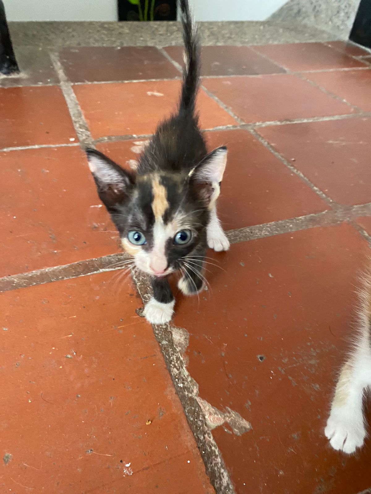 Ellas están en adopción responsable.