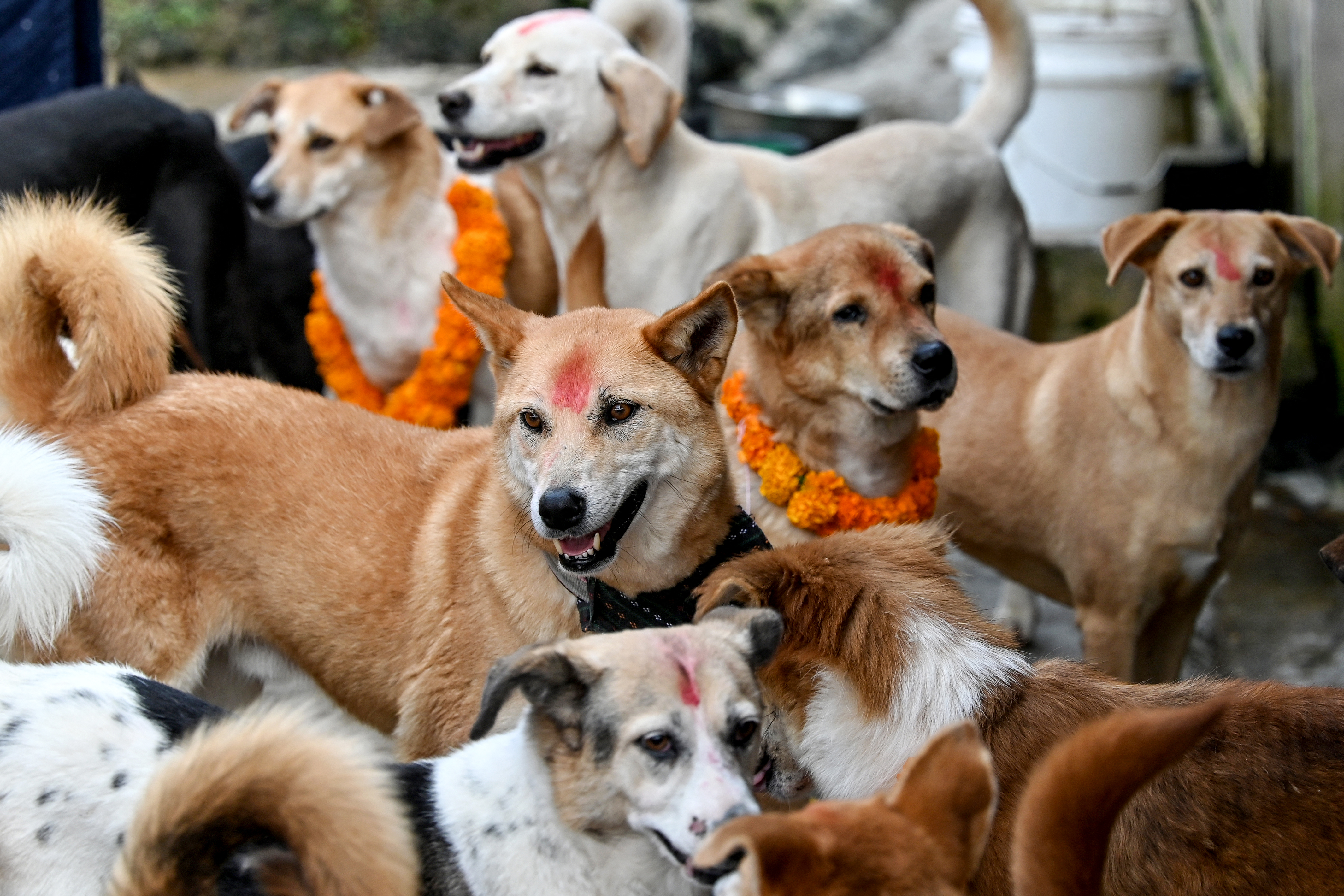 El algoritmo que calcula la edad biológica y esperanza de vida de los perros