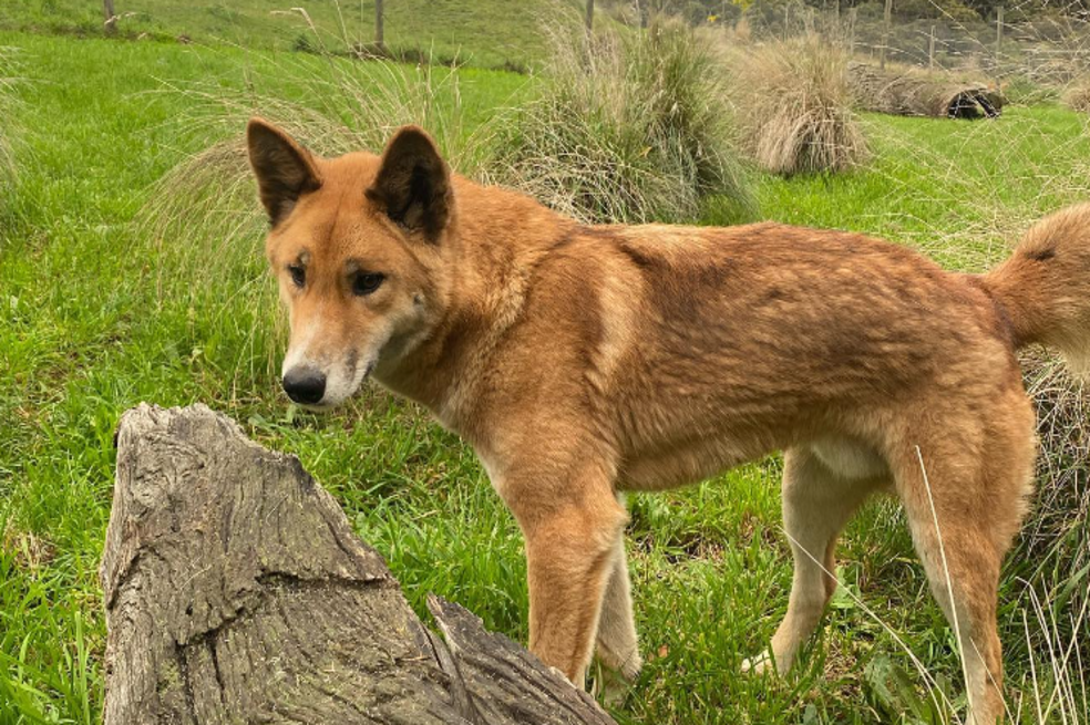 a que familia pertenece el dingo