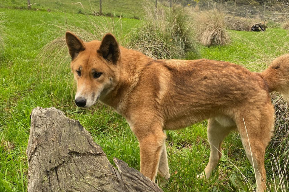 Mujer adoptó cachorro lastimado, luego descubrió que no se trataba de un perro