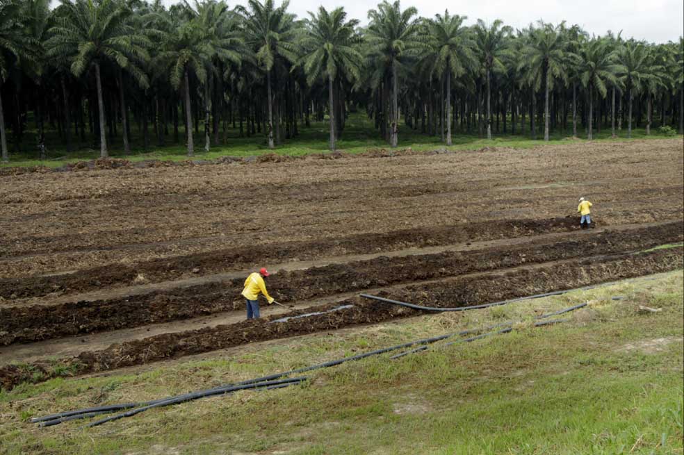 Fotografía del 4 de junio de 2013 de trabajadores de una planta de aceite de palma en Aracataca, norte de Colombia. Según Fedepalma, Colombia dispone de más de 30 millones de hectáreas para crecimiento agrícola sin afectar bosques ni áreas de alto valor de conservación.