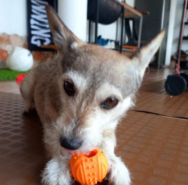 Perro muerde bola de lana.