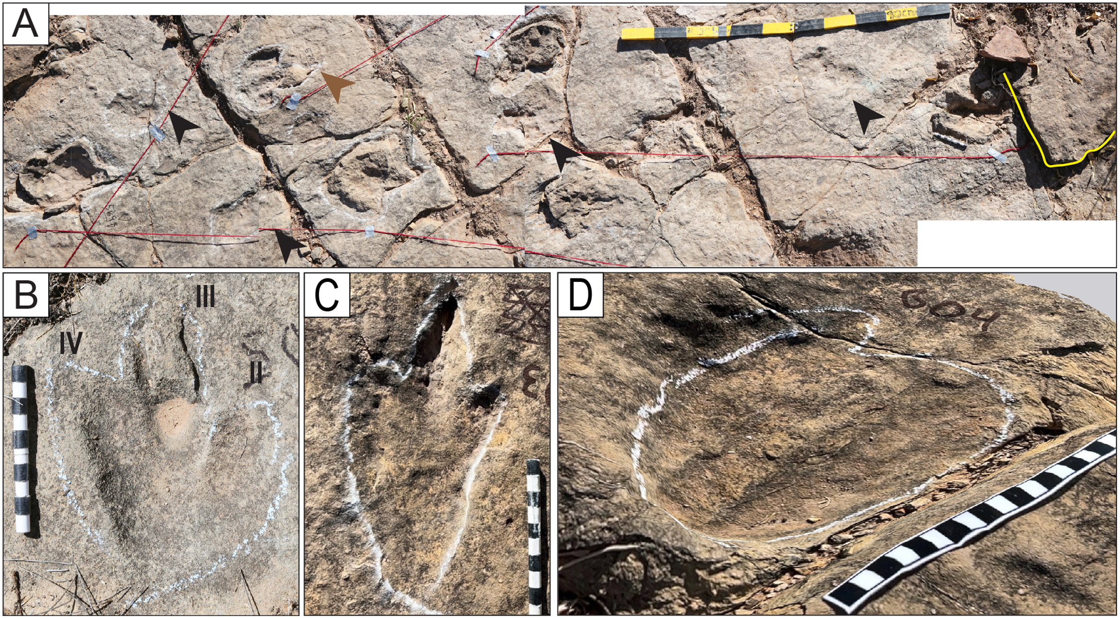 Descubrieron el yacimiento de huellas de dinosaurios más extenso del mundo
