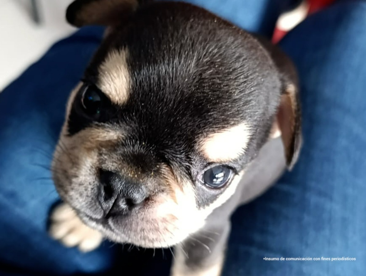 Fiscalía imputa cargos por cruel muerte de cachorro Odín