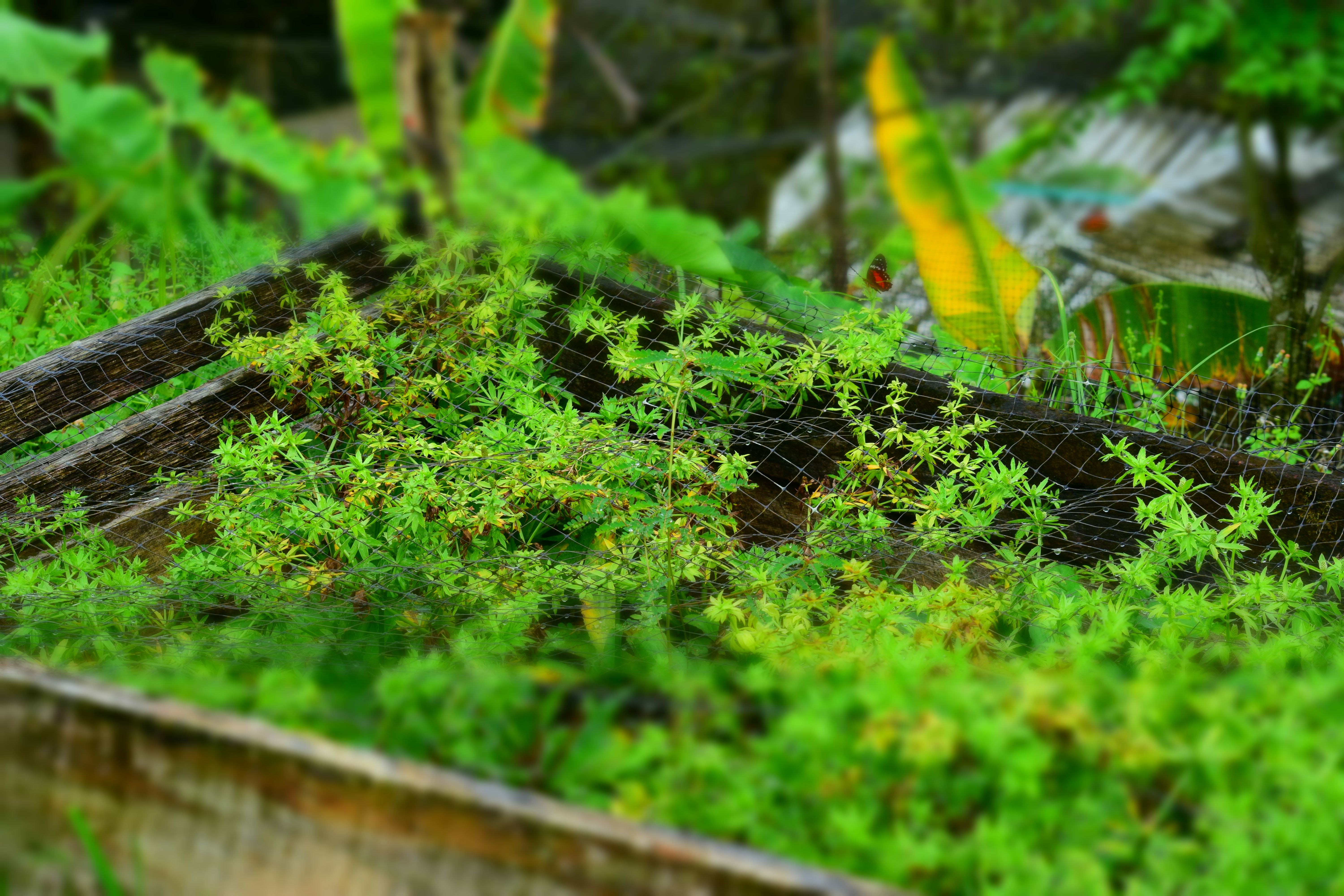 La forestería comunitaria en Yurumanguí da sus primeros frutos.