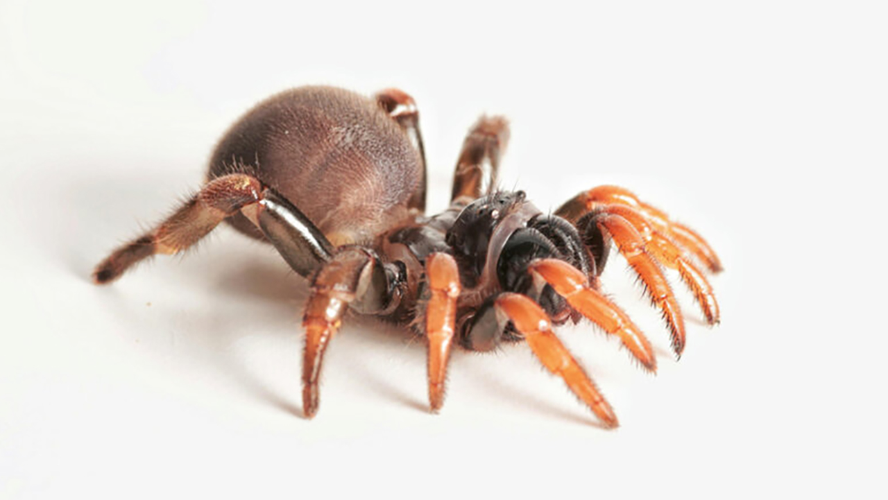 Descubren una nueva especie de araña en Colombia y la nombran en honor a los Emberá