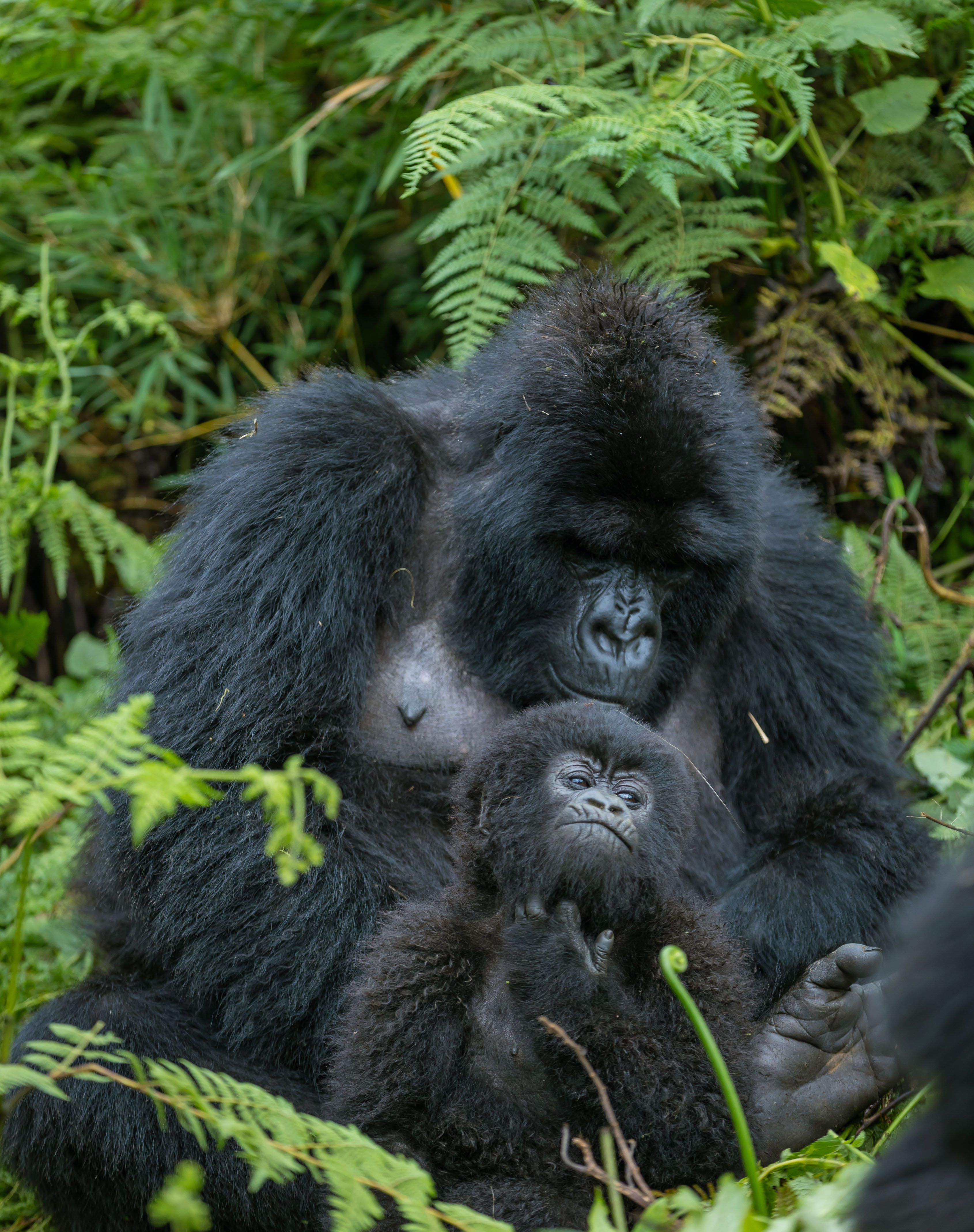 Los gorilas son los primates vivos más grandes del mundo.