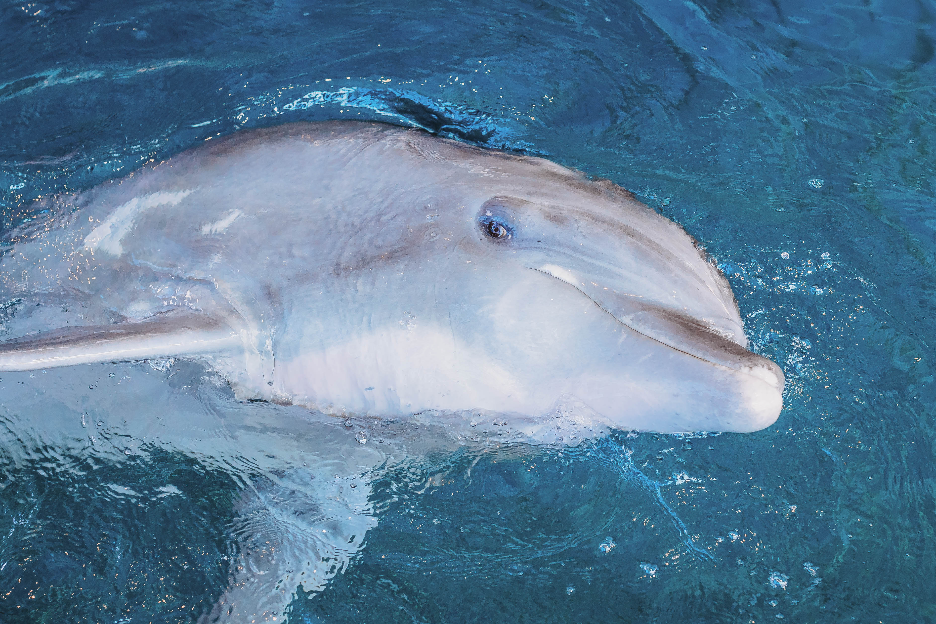 Murió Hemingway, uno de los delfines más populares e importantes de Estados Unidos