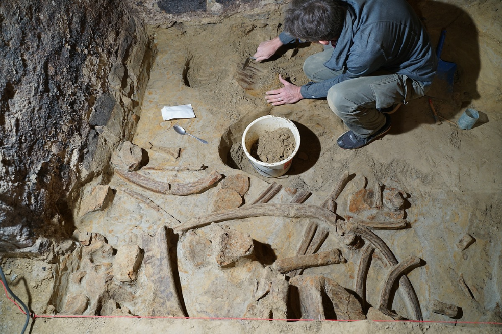 Hombre descubre los huesos de varios mamuts de hace 40.000 años en su cava de vinos