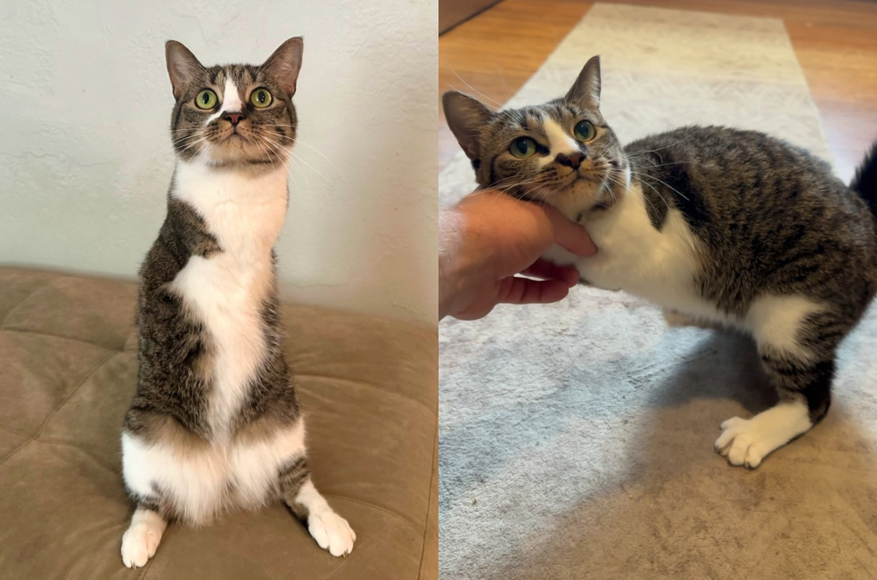 Así es la vida de Duck, una gatita que tiene solo dos patas