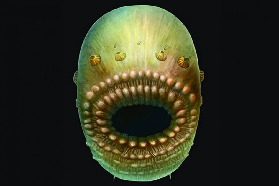 Descubren la criatura marina que pudo ser el primer abuelo del ser humano