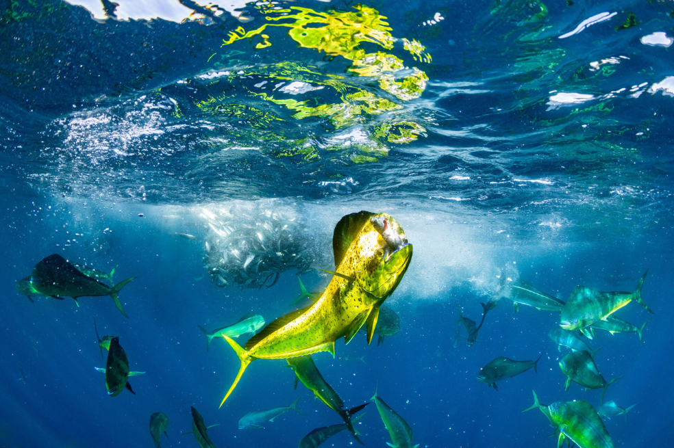 Un dorado triunfante muestra con orgullo su captura en medio de un frenesí alimenticio. "Sus vibrantes tonos amarillos y verdes brillan intensamente bajo la luz del sol refractada contra el impresionante azul del océano Pacífico", dice Castellanos Raboso. "La bola de cebo era semiestática, lo que nos permitió pasar un rato en el agua con estos peces, que se movían como torpedos delante de nosotros. Esta escena captura la esencia de la caza y la energía de la vida marina de Baja California, presenciada cada año en lo que se ha convertido en uno de mis lugares favoritos de la Tierra".
