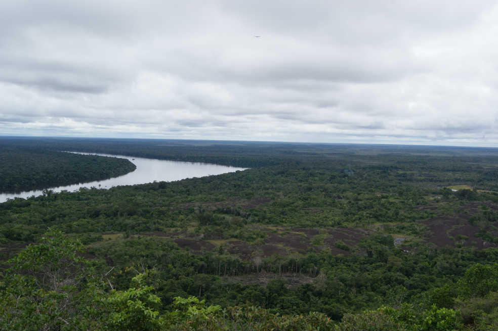 Bosques se rehúsan al cambio climático
