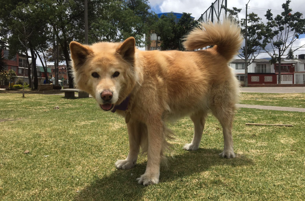 Buscan a Asia: la perrita que recorre Bogotá intentando volver a casa