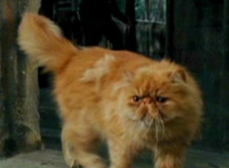 Crookshanks era un felino pelirrojo con apariencia de león y ojos amarillos brillantes. Era Kneazle, lo que significaba que tenía la capacidad de detectar a personas que no eran de confianza y era muy independiente.  Incluso, una teoría dice que pertenecía a los Potter.