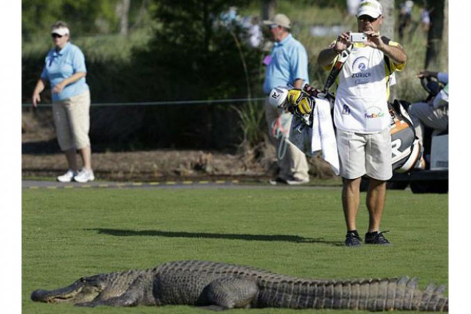 Cocodrilo mató a un golfista en Sudáfrica