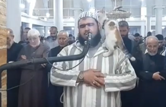 Video: Gato saltó encima de un jeque durante el Ramadán en Argelia