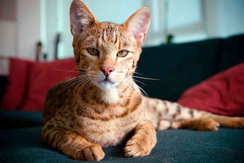 (Fotos) Estos son las razas de gatos más caras en Colombia