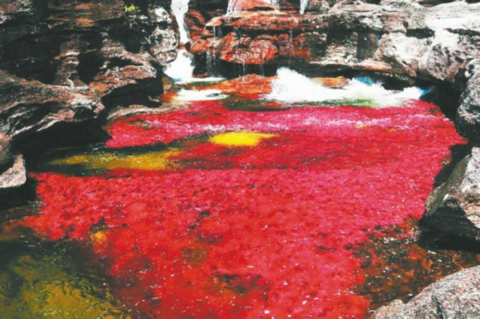 Caño Cristales queda a 67 kilómetros de la zona que estaba concesionada para hacer la exploración. /  EFE.