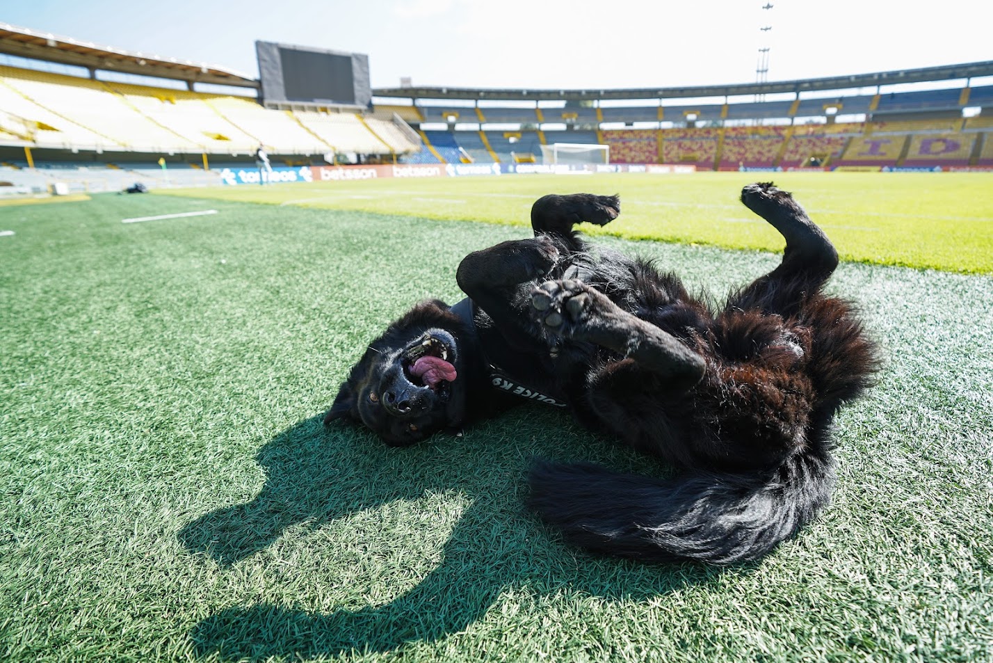 Tony, el perro del Campín que ha acompañado el Suramericano Sub 20 de fútbol
