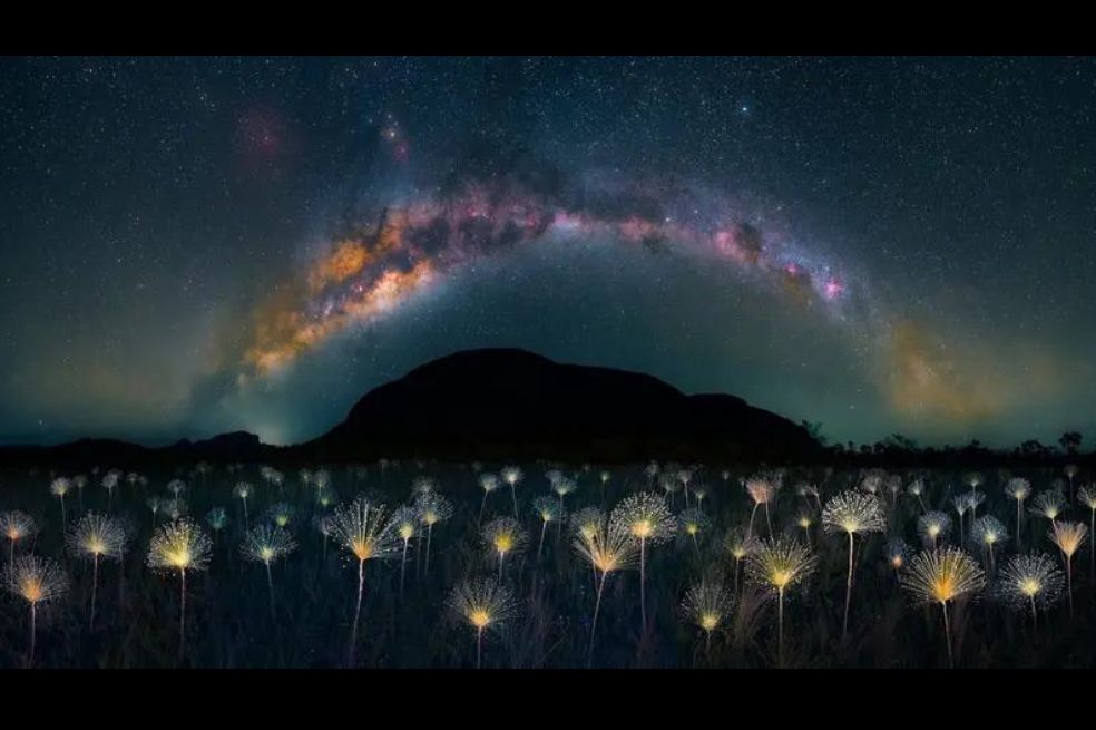 Vida vegetal:
Marcio Cabral tomó esta imagen en un parque nacional brasileño que alberga una rica biodiversidad y paisajes impresionantes. "Las flores blancas que destacan en primer plano son una especie rara de Paepalanthus, un género de plantas endémicas de la región", asegura.