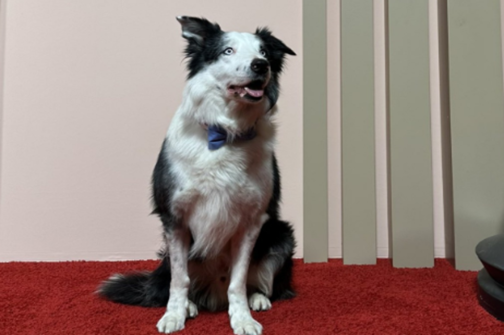 Messi, el perro que irá a los premios Óscar