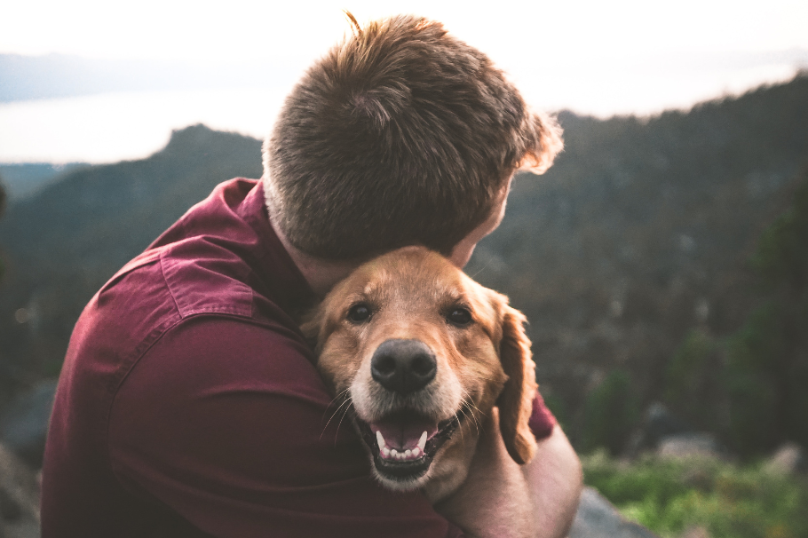 ¿Qué necesitan los perros para vivir más? Seis hábitos que hacen la diferencia