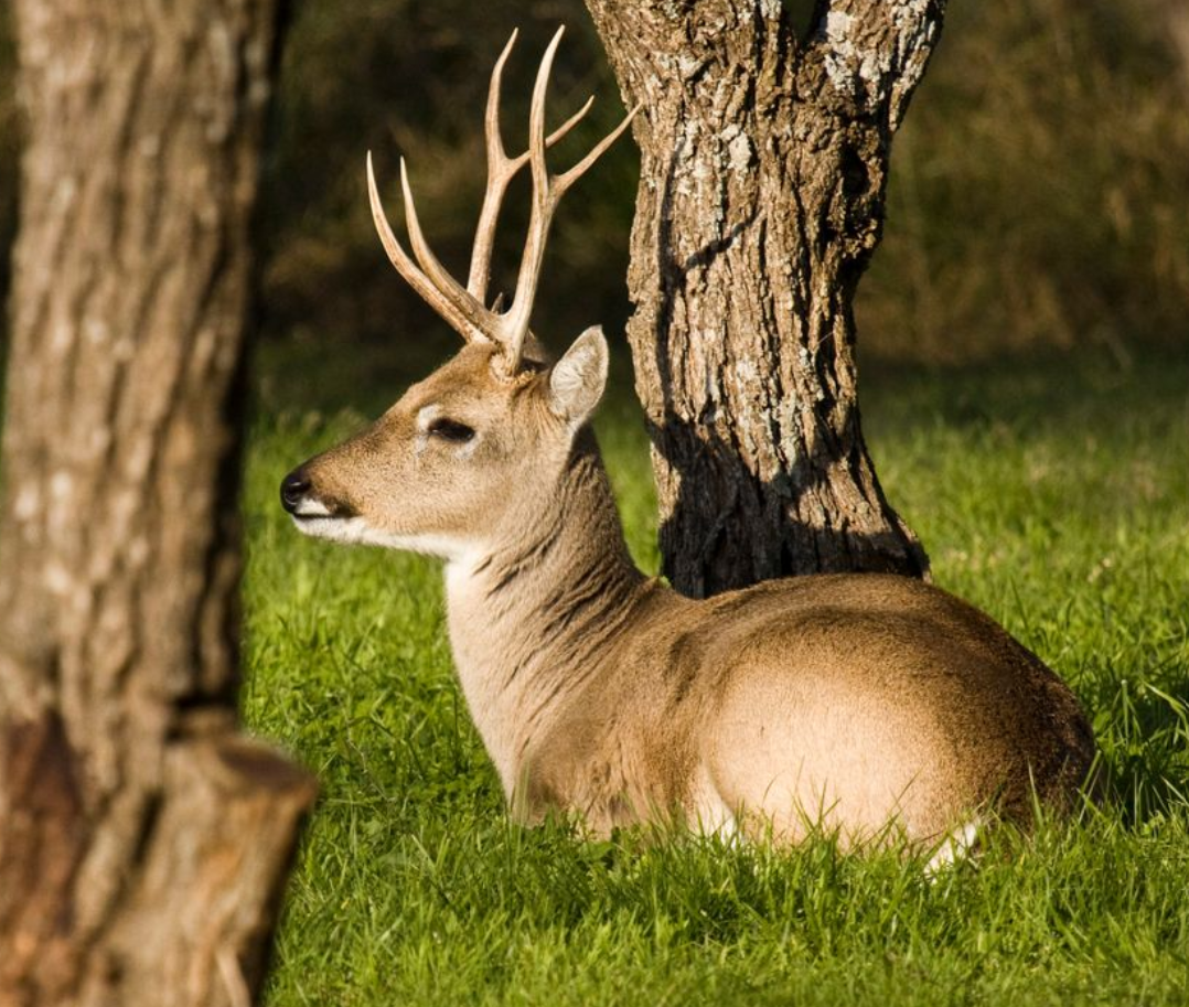 El venado de campo se encuentra distribuido a lo largo de diferentes países de Sudamérica.
