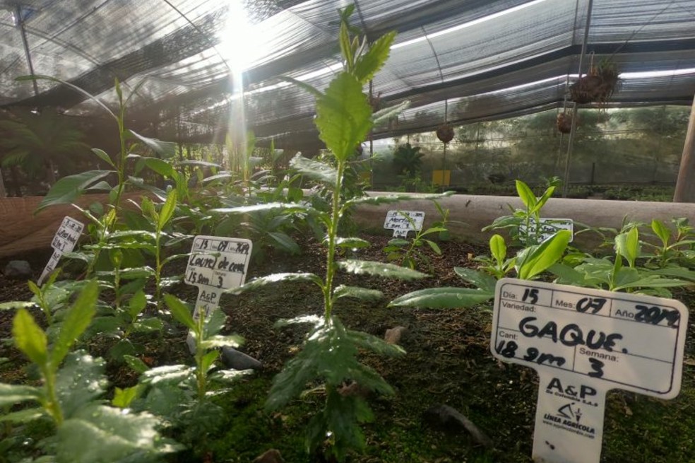 Personas privadas de la libertad trabajarán en restauración ecológica en Colombia