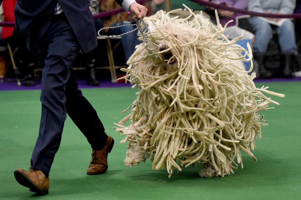 Las adorables imágenes del Westminster Kennel Club