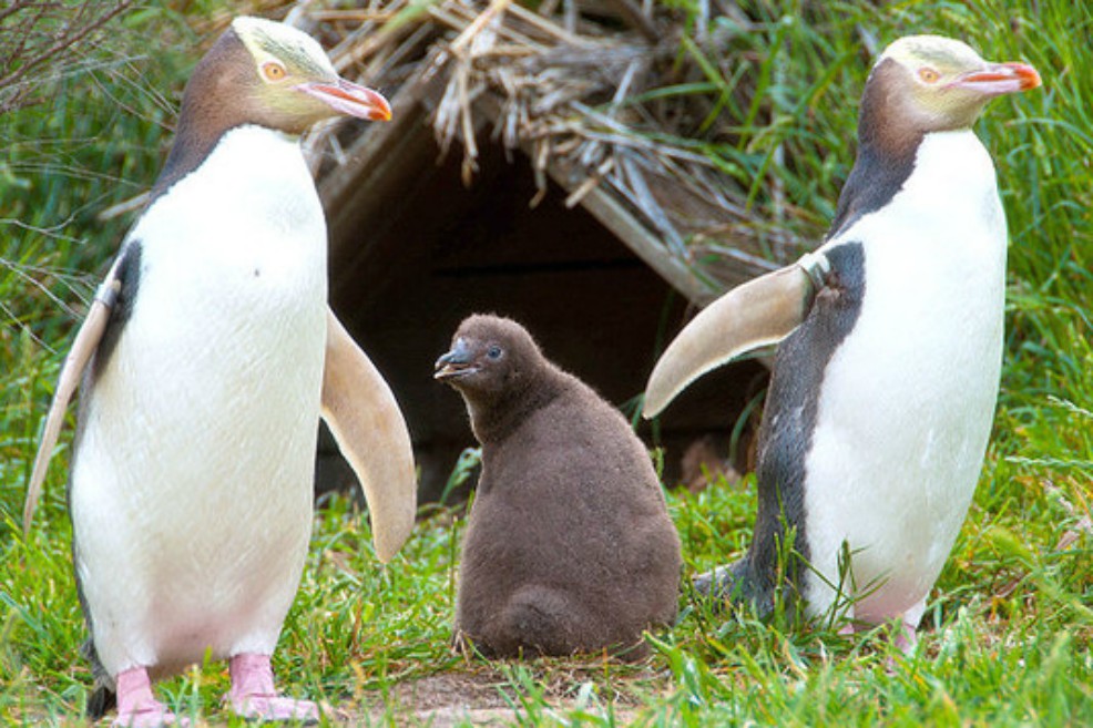 El pingüino más “raro” y amenazado, en grave peligro por la pesca