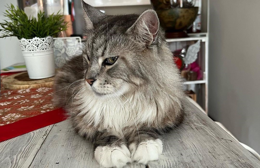 La historia de Romeo, el primer gato con marcapasos en Colombia que le ganó a la eutanasia