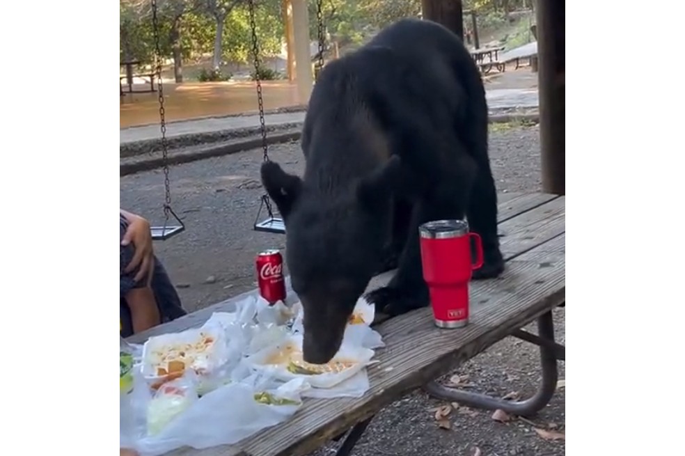 (Video) Oso negro sorprende a familia en un parque: se come sus enchiladas y tacos