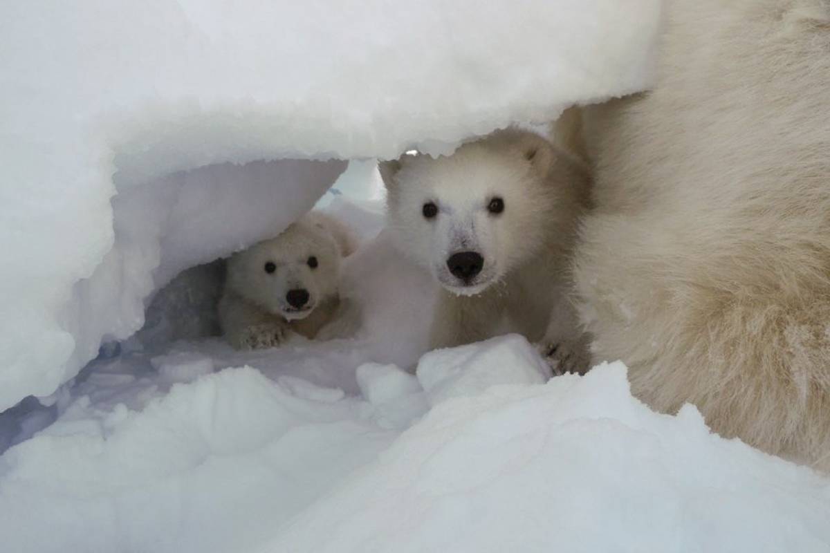 Esta osa polar sorprendió a varios investigadores: “adoptó” un cachorro que no era suyo