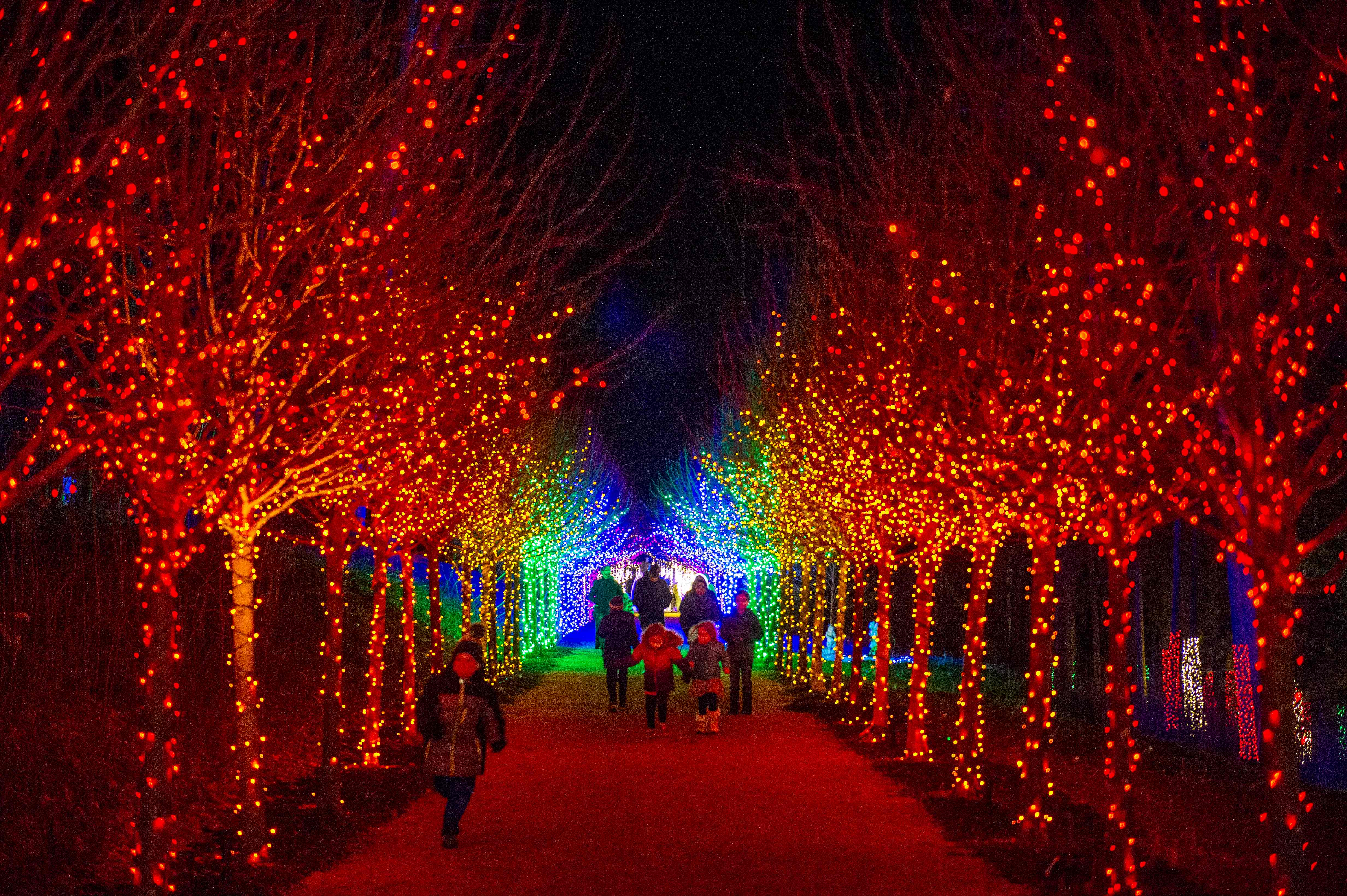 Cerca de 200.000 luces decoran un paraíso invernal por donde la gente camina en Naumkeag, en Stockbridge, Massachusetts, la ciudad navideña número uno en Estados Unidos.