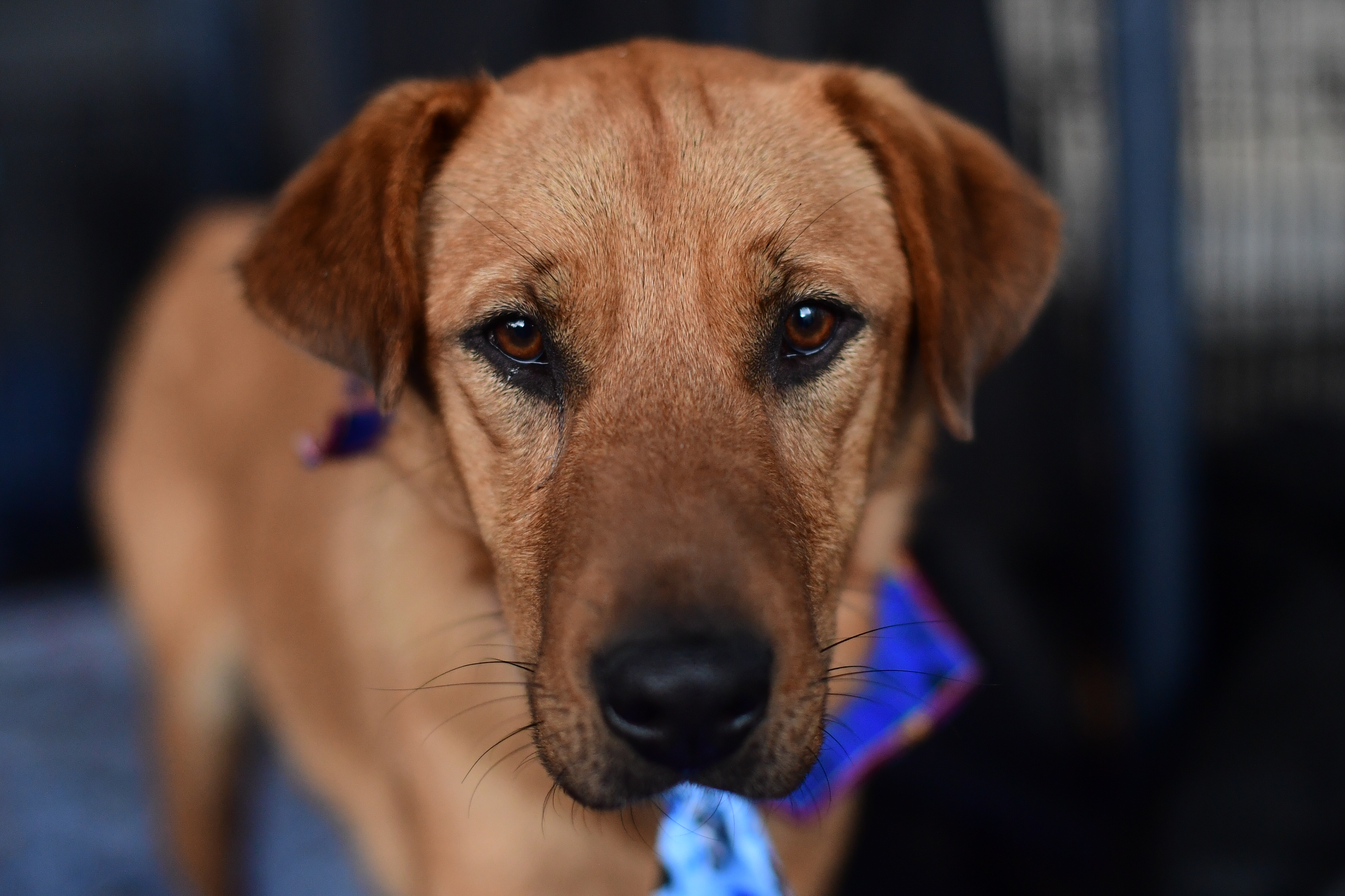 Concurso de belleza para perros y gatos criollos en Bogotá: ¿cómo participar?