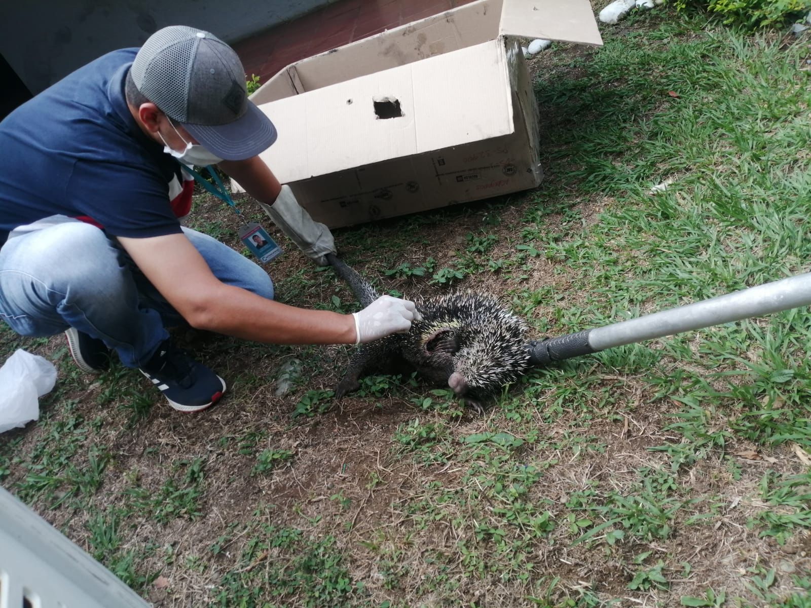 42 animales silvestres han retornado a su hábitat natural en el sur del Meta