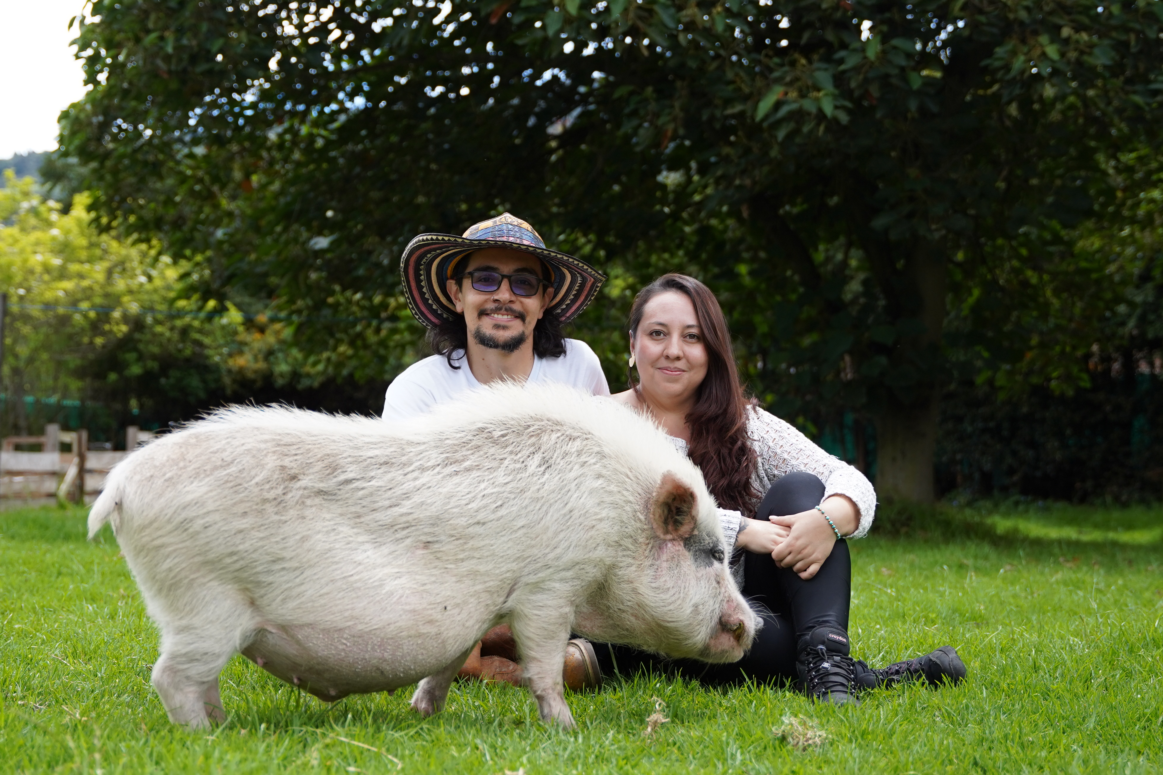 MiniOink, la fundación que se encarga de rescatar a los "minipigs" abandonados
