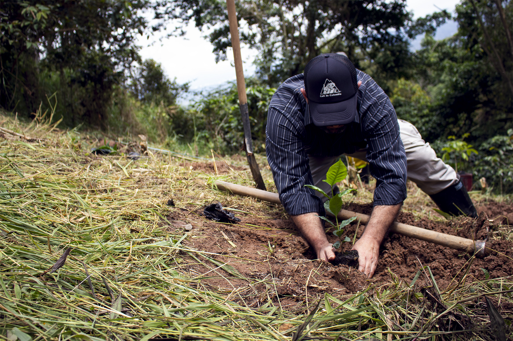 La Federación Nacional de Cafeteros decidió crear dos logos para que a nivel mundial se reconozca la calidad del producto nacional. El Sello de Denominación de Origen garantiza al consumidor que es un café 100 % colombiano, las regiones, el sabor, aroma y saber que está tomando un café de calidad superior. El Triángulo de la Calidad de Café de Colombia, es el símbolo distintivo que puedes encontrar en los empaques de café 100 % colombiano, lo que garantiza el origen y certifica a las más de 790 marcas de café en todo el mundo con el trabajo de las más de 540.000 familias caficultoras colombianas.