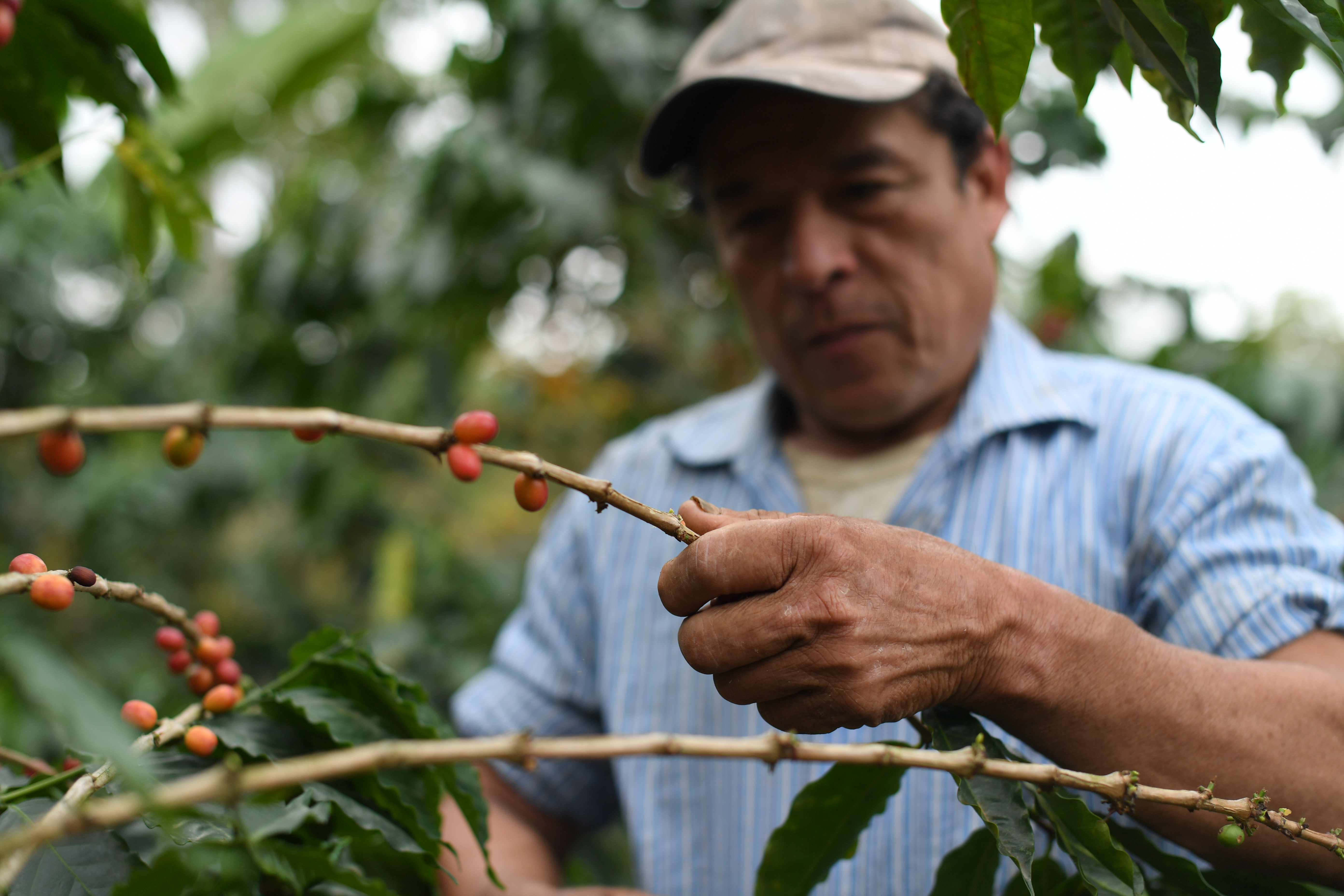 Rescate del café futuro: así se está aliviando la crisis para los cafeteros