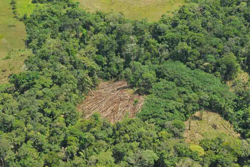 Llevamos la bandera del medio ambiente