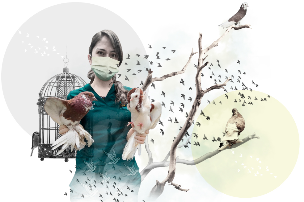La fundación que protege y ayuda a las aves en Bogotá