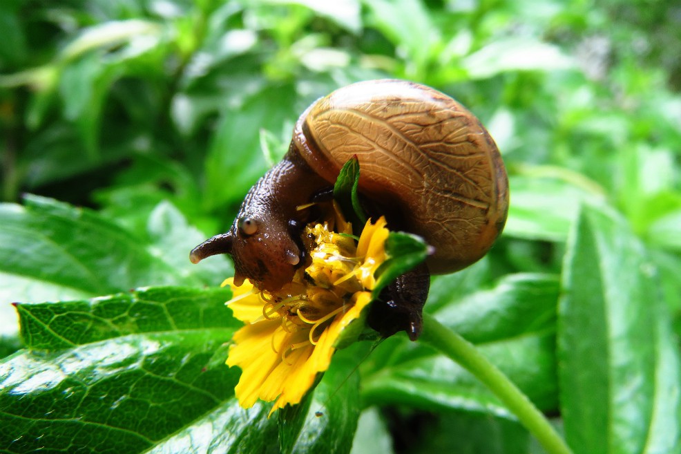 Tras éxito en Corea, baba de caracol se populariza en mercado de cosméticos en EE.UU.