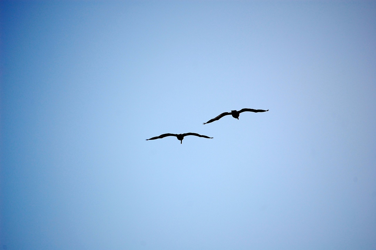 ¿Qué tiene que ver la muerte de pájaros en EE. UU. con el cambio climático?