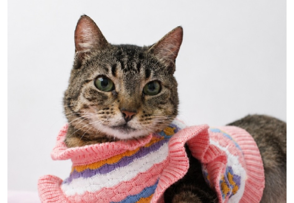La Fundación Por Amor a Rocky busca un hogar paciente y seguro para Rosita.