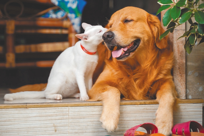 Mañana podrá esterilizar gratis a su perro o gato en Bogotá: estos son los requisitos